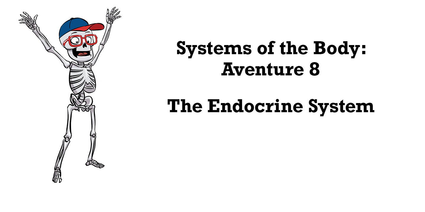 Ask Dr. Bonyfide About the Endocrine System