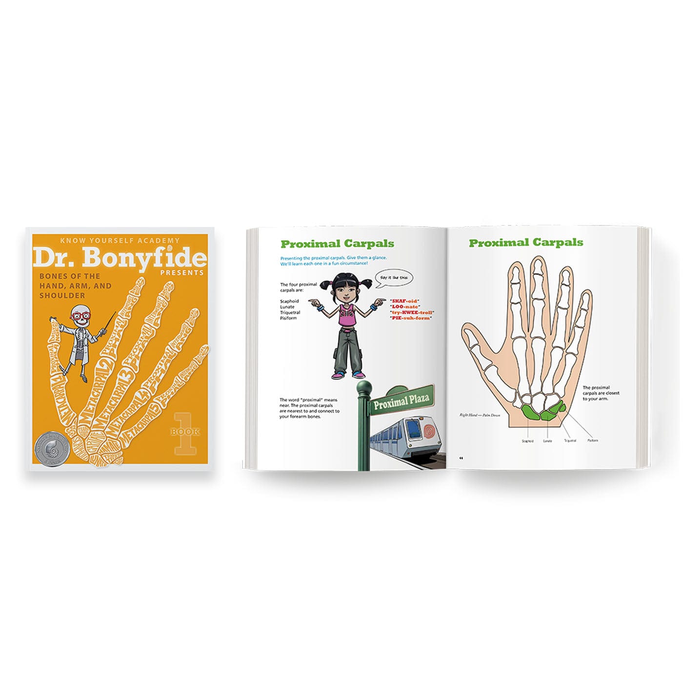 206 Bones of the Human Body - 4 Book Set Health Education for Children