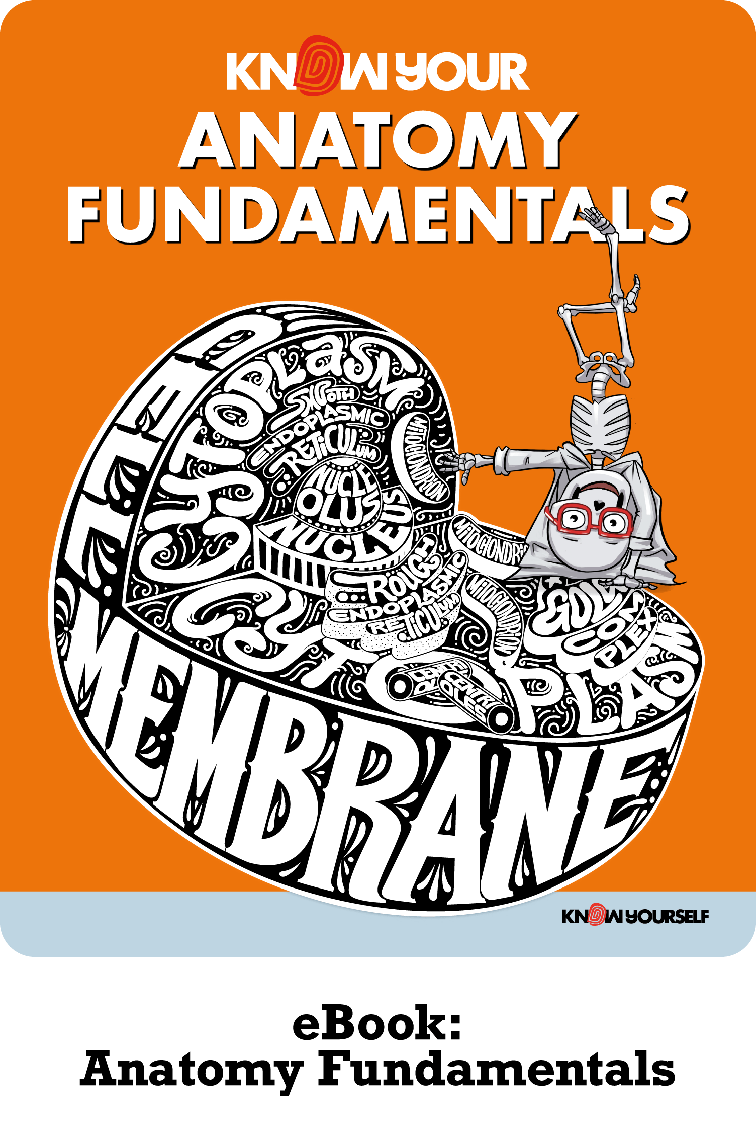 Anatomy Fundamentals Human Anatomy for Kids Learning