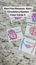 Circulatory System "What Is It?" Question Cards