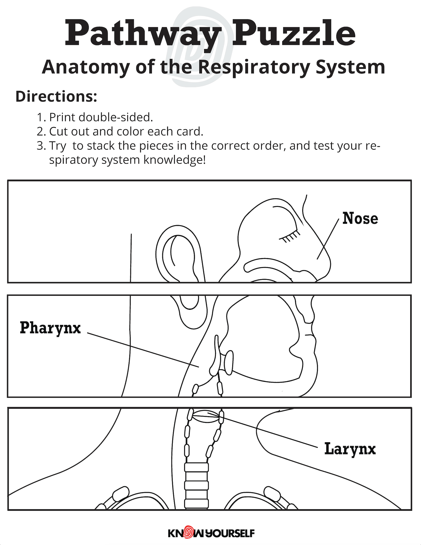 Respiratory System Pathway Stacking Puzzle Health Education for Children