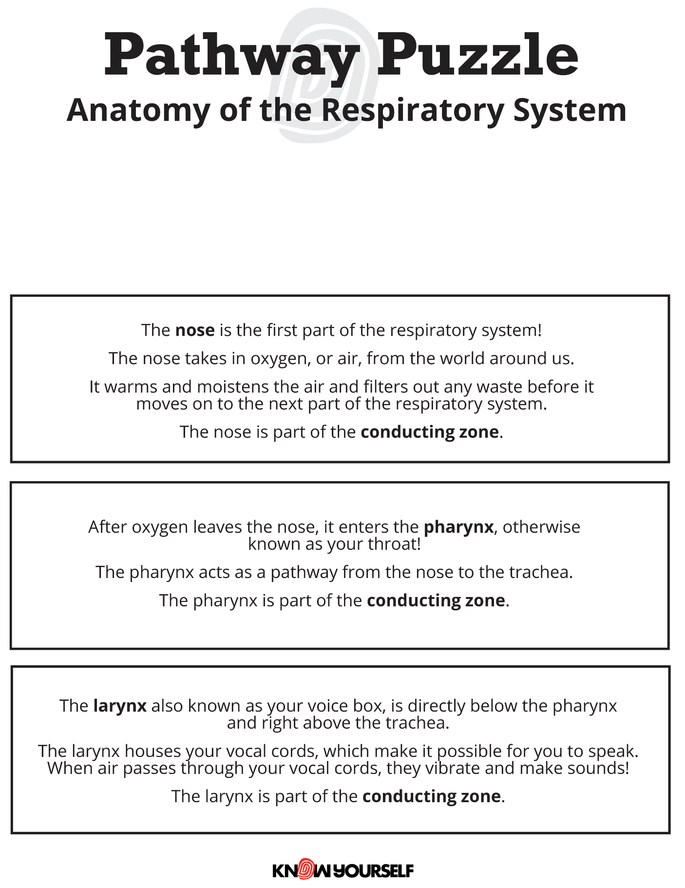 Respiratory System Pathway Stacking Puzzle Health Education for Children
