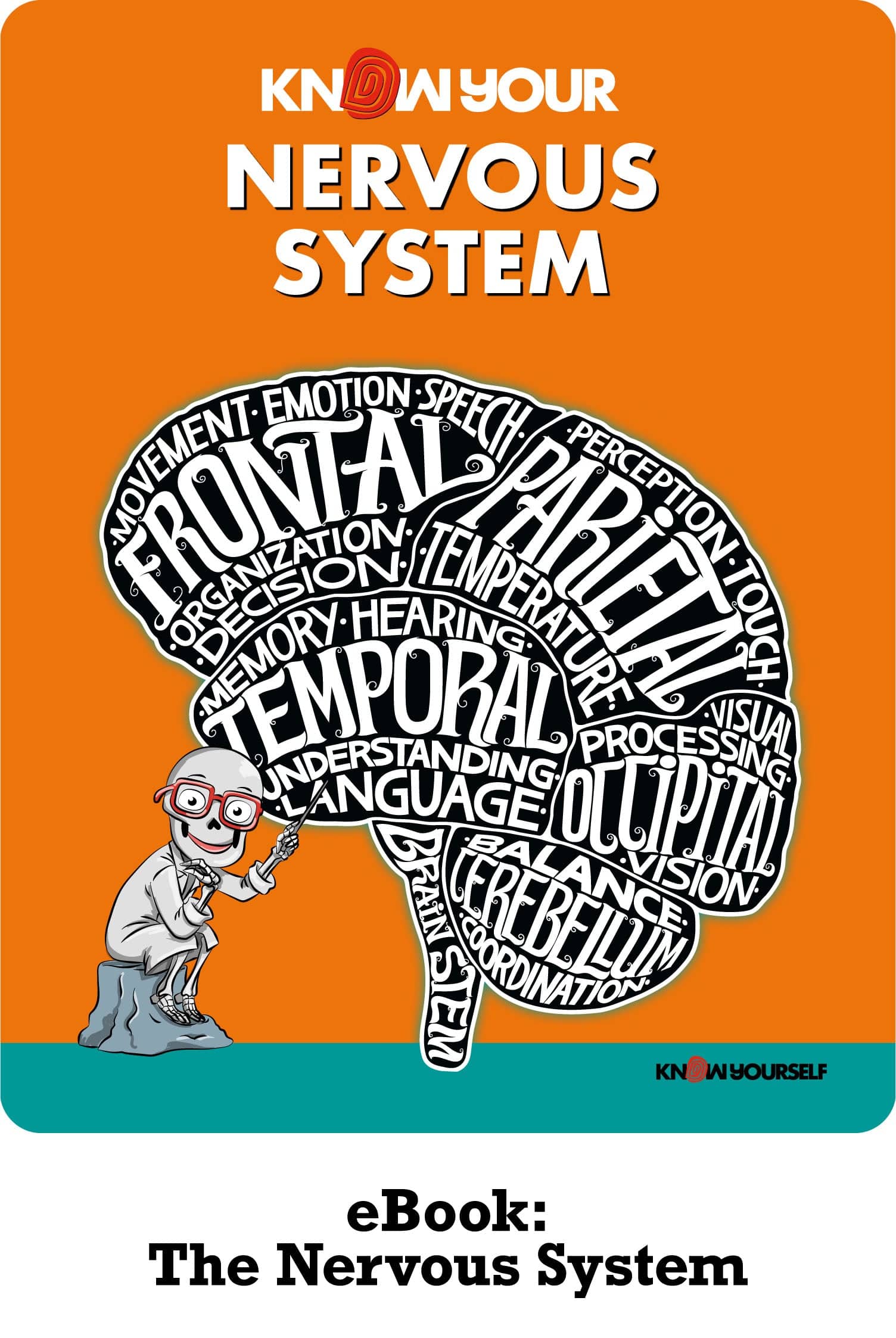THe Nervous System Human Anatomy for Kids Learning