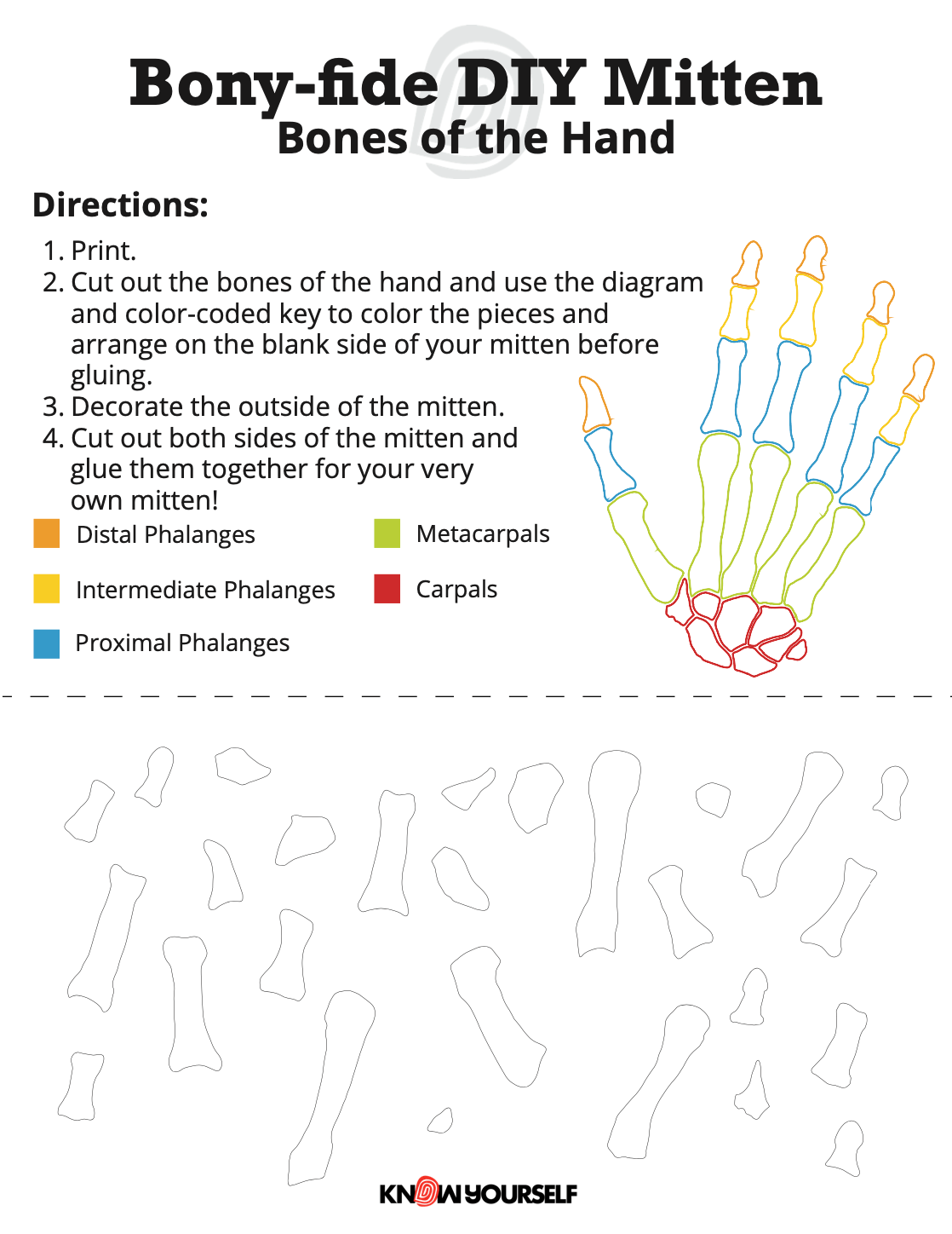 Bones of the Hand Mitten Activity