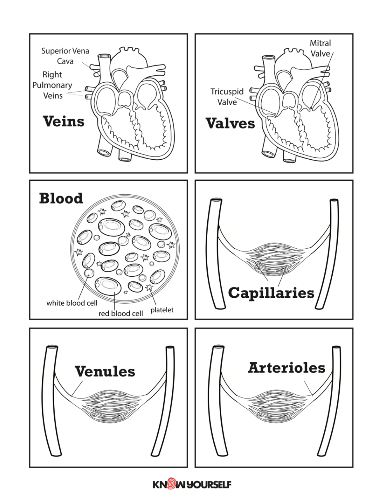 test-your-circulatory-system-knowledge-with-question-cards-know-yourself for Free Printable Circulatory System Worksheets Test Your Circulatory System Knowledge with Question Cards - Know Yourself for Free Printable Circulatory System Worksheets