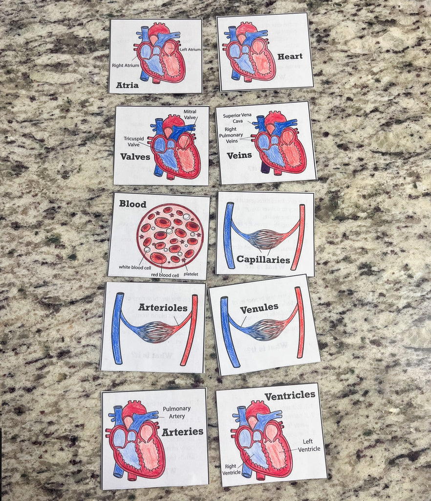 Circulatory System "What Is It?" Question Cards
