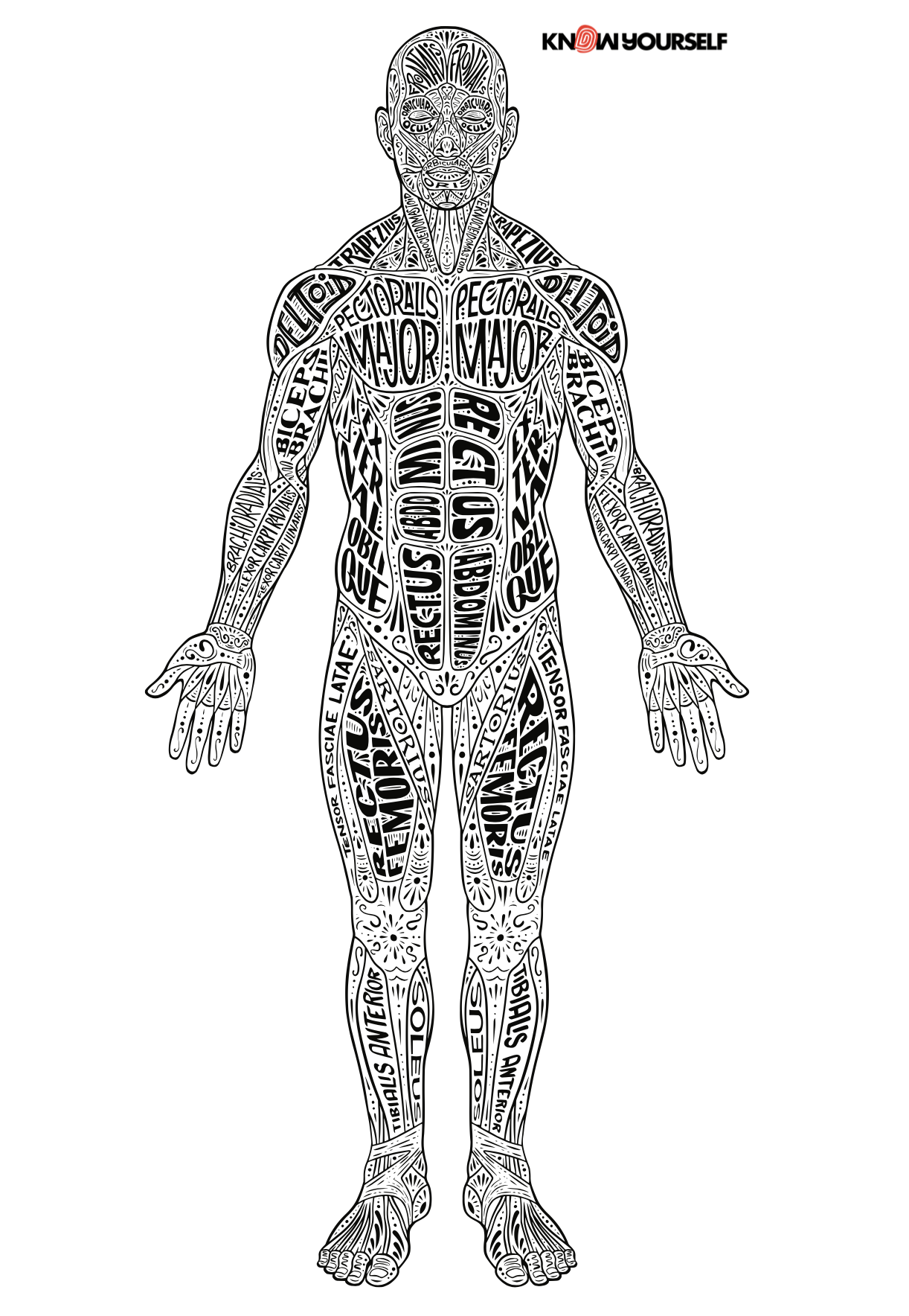 Muscles Diagram Poster