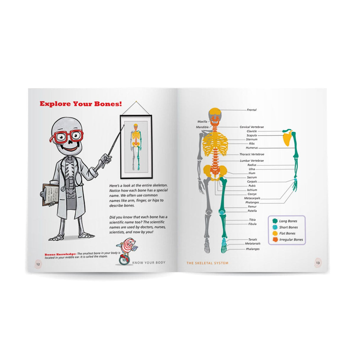 Skeletal System: Know Your Body Health Education for Children