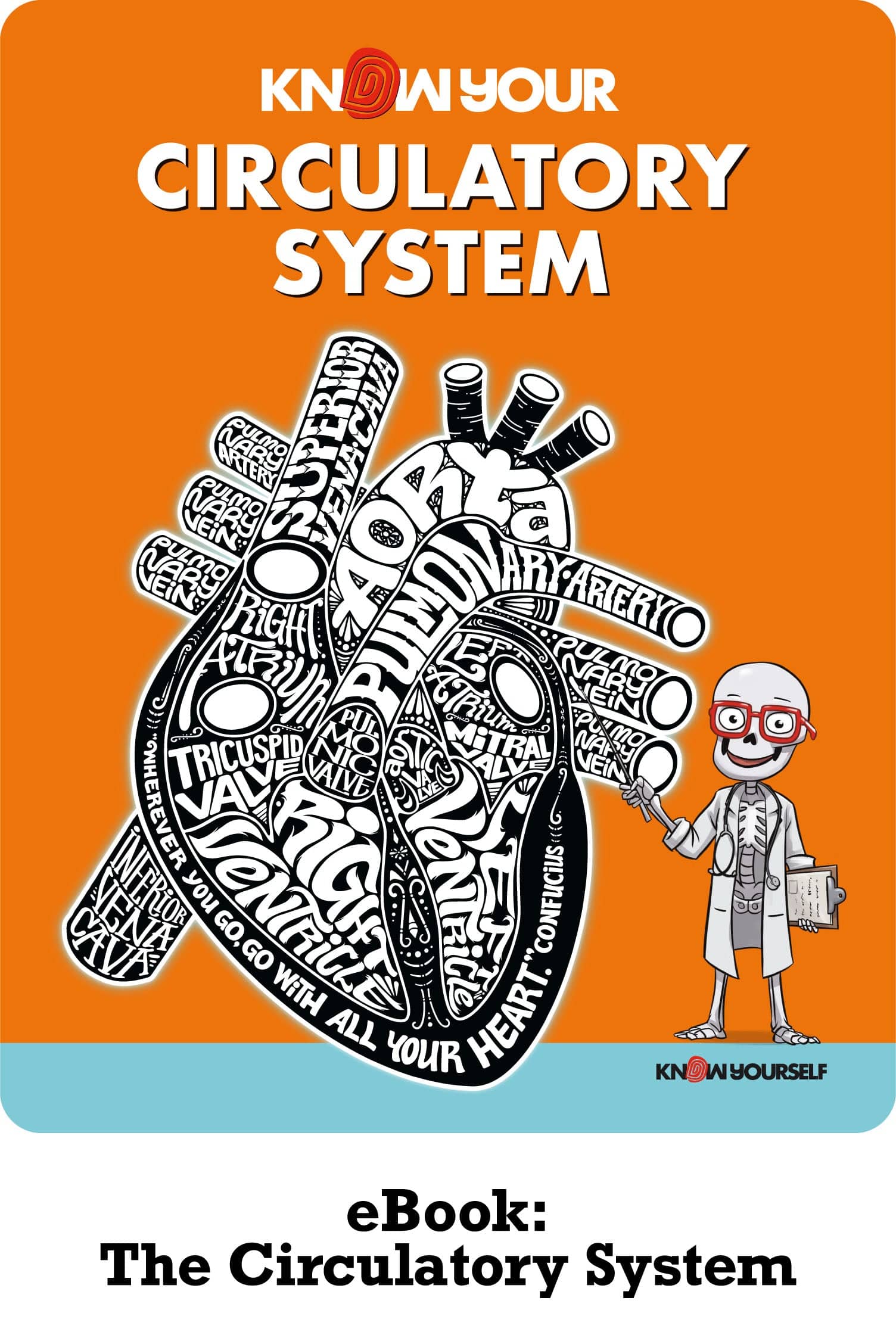 Circulatory System Human Anatomy for Kids Learning