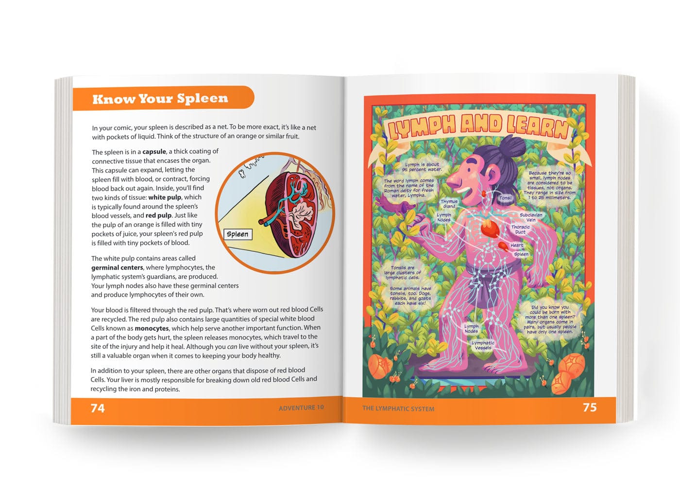 The Lymphatic System: Adventure 10 Health Education for Children