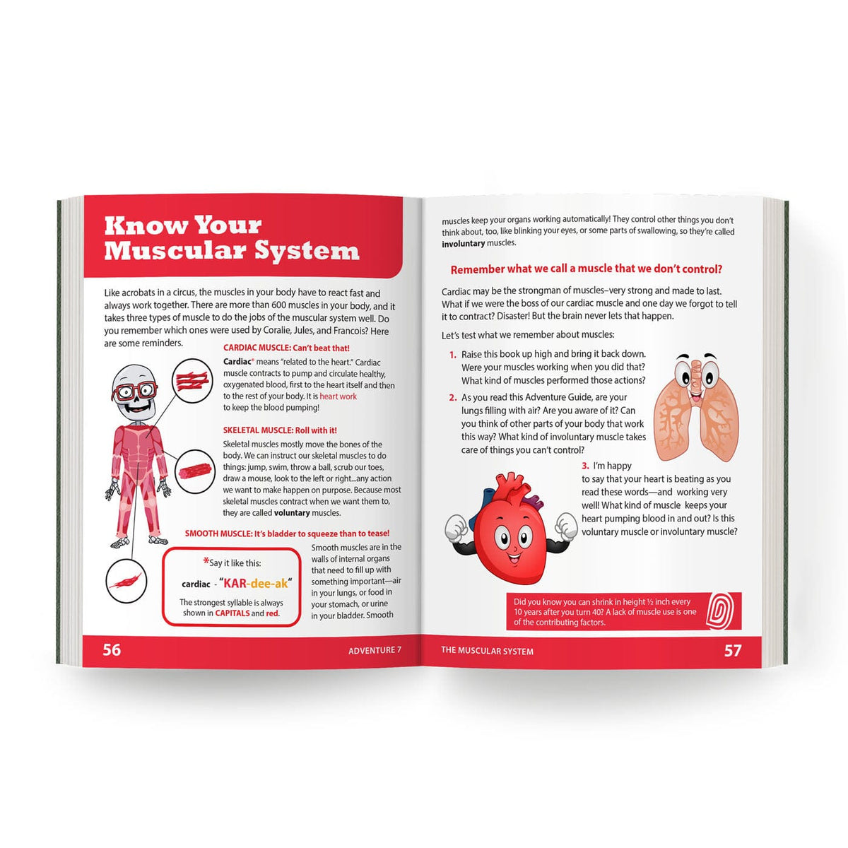 The Muscular System: Adventure 7 Health Education for Children