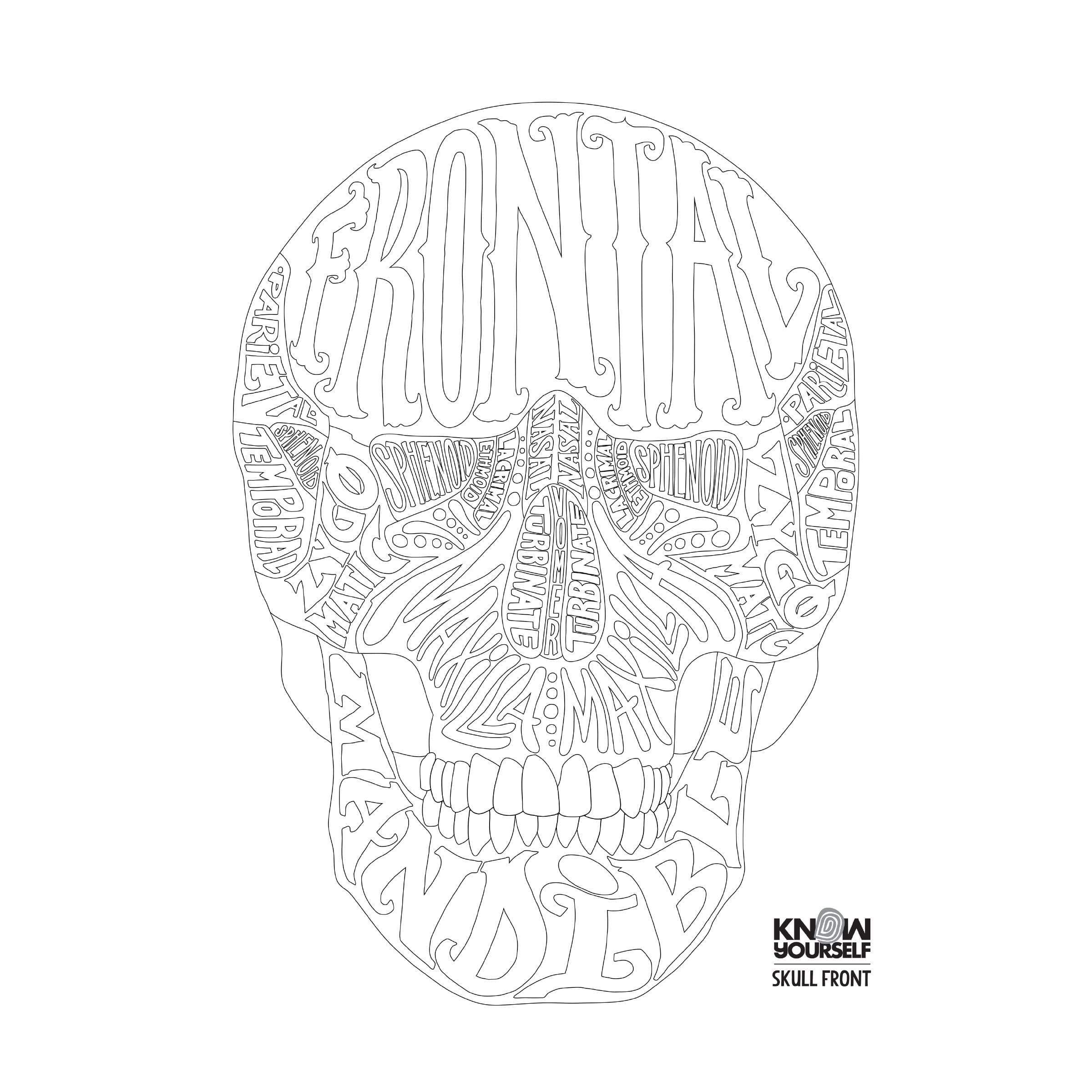 skull anatomy coloring page