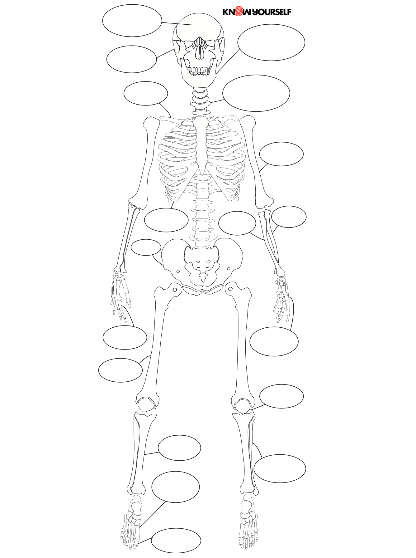 An anatomically accurate drawing of the human skeletal system in black and  white on Craiyon