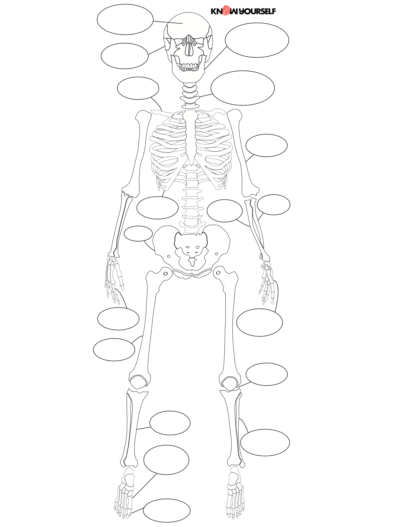 Basic Skeloton Skeleton Diagram For Kids Easy With Pencil